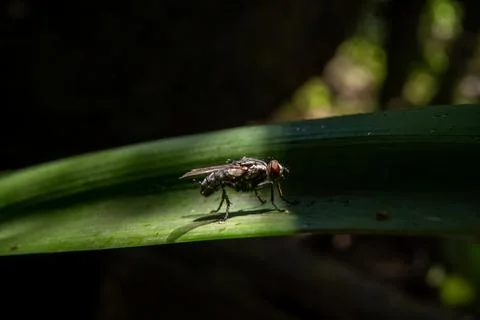 Macro Photography of a Fly Stock Photos