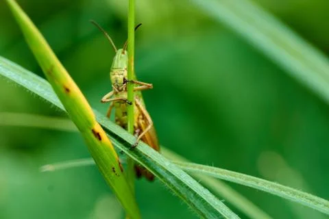 Macro photography of Grasshopper on leaf in the field, Grasshopper a plant-ea Stock Photos