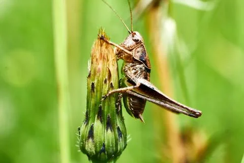 Macro photography of Grasshopper on leaf in the field, Grasshopper a plant-ea Stock Photos