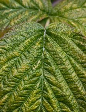 Macro photography of a green leaf with distinct texture and deep venation Foto stock