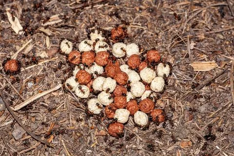 Macro Photography of Group of Tiny Ants Carrying Pupae and Eggs on Stick Stock Photos