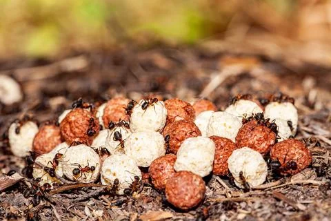 Macro Photography of Group of Tiny Ants Carrying Pupae and Eggs on Stick Stock Photos