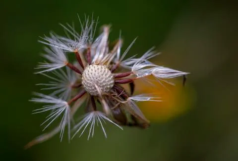 Macro photography of a half empty dandelion seed head with dew drops. Capture Stock Photos