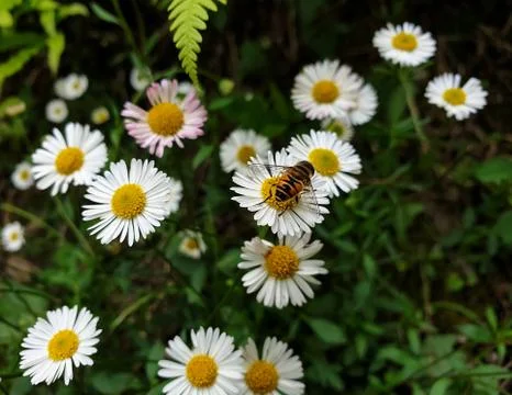 Macro Photography - High angle view of honey bee on tiny white daisy Stock Photos