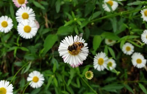 Macro Photography - High angle view of honey bee on tiny white daisy Foto stock