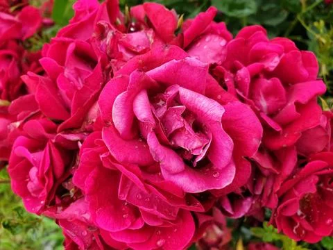 Macro Photography - High angle view of raindrops on red rose flowers Foto stock