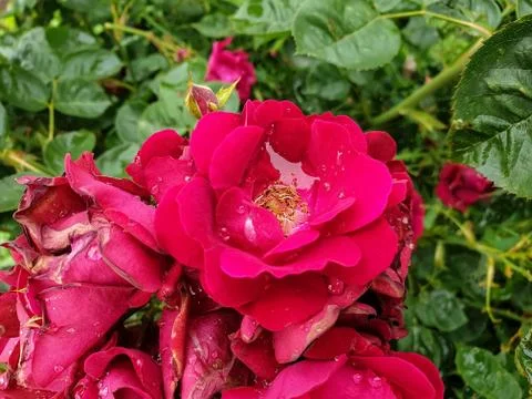 Macro Photography - High angle view of raindrops on red rose flowers Stock Photos