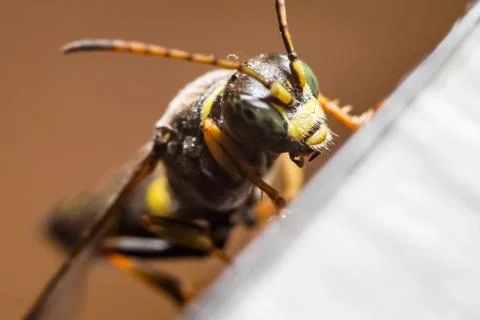 Macro photography of insect Stock Photos