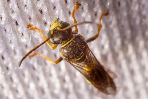 Macro photography of insect Stock Photos