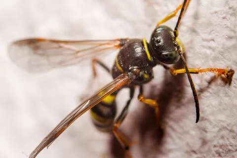 Macro photography of insect Stock Photos