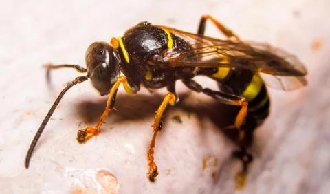 Macro photography of insect Stock Photos