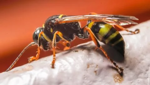 Macro photography of insect Stock Photos