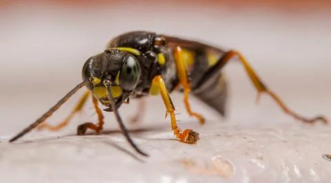 Macro photography of insect Stock Photos