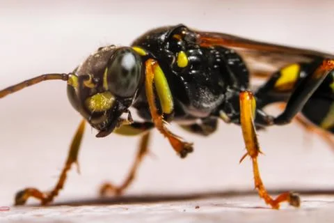 Macro photography of insect Stock Photos