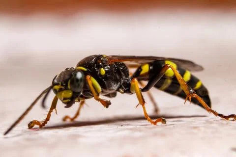 Macro photography of insect Stock Photos
