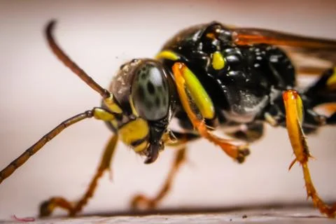Macro photography of insect Stock Photos