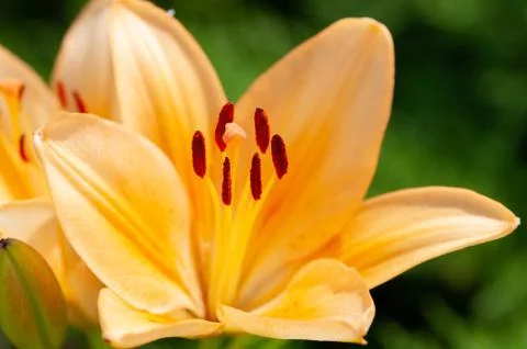 Macro photography of the inside of an orange lily flower, with visible pollen Stock Photos