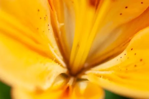 Macro photography of the inside of an orange lily flower, with visible pollen Foto stock