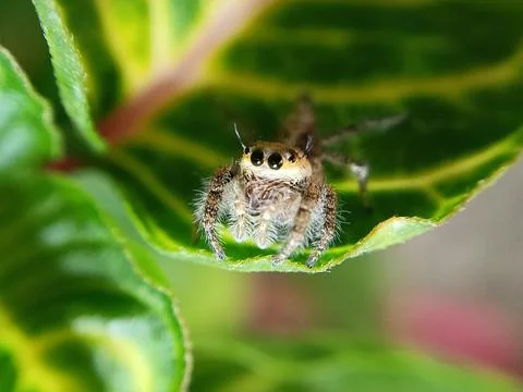 Macro photography of jumping spider Phidippus Audax regius 스톡 사진