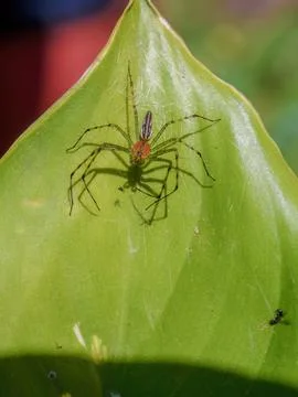 Macro photography of a lynx spider on the hunt on a leaf. Captured in a garde Stock Photos