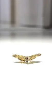 Macro photography of a moth Stock Photos