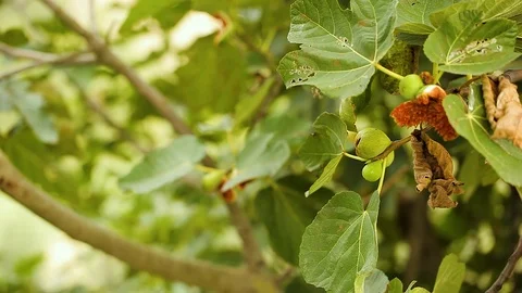 Macro photography of olive tree Stock Footage 94525346
