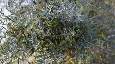 Macro photography of olive tree 動画素材 97930596