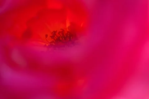 Macro photography Stock Photos