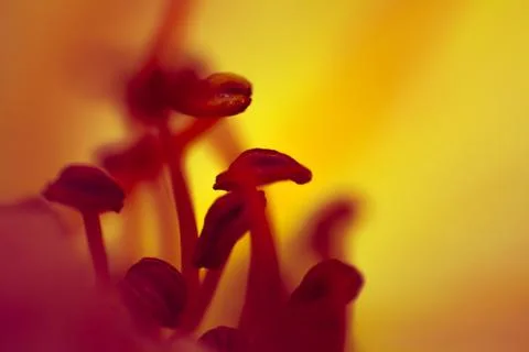 Macro photography Stock Photos