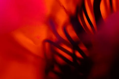 Macro photography Stock Photos