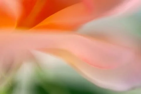 Macro photography Stock Photos