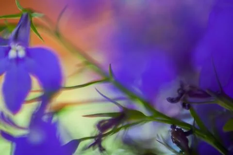 Macro photography Stock Photos