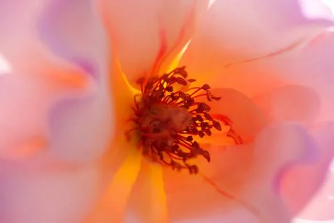 Macro photography Stock Photos