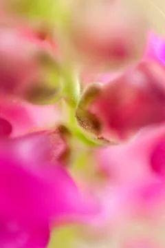 Macro photography Stock Photos