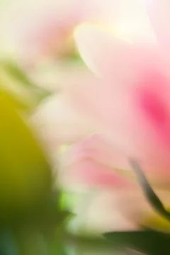 Macro photography Stock Photos