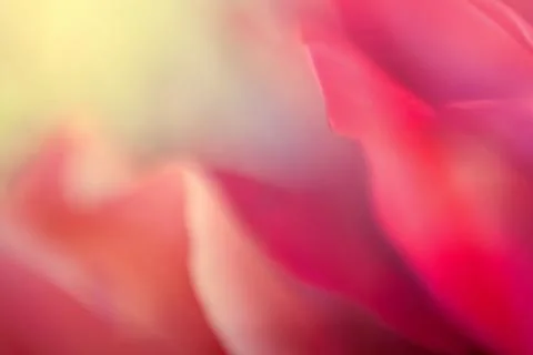 Macro photography Stock Photos
