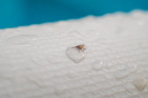 Macro photography of a poolside insect surrounded by giant drops of water Stock Photos