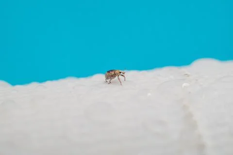 Macro photography of a poolside insect surrounded by giant drops of water Stock Photos
