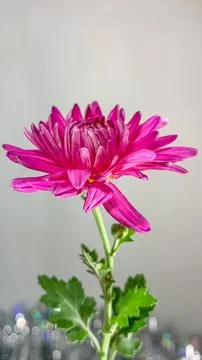 Macro photography of a purple flower with selective focus Stock Photos