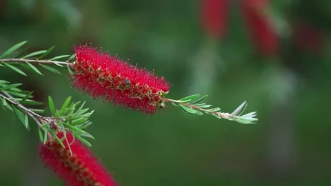 Macro photography of a red flower on a tree branch Stock Footage 283701391