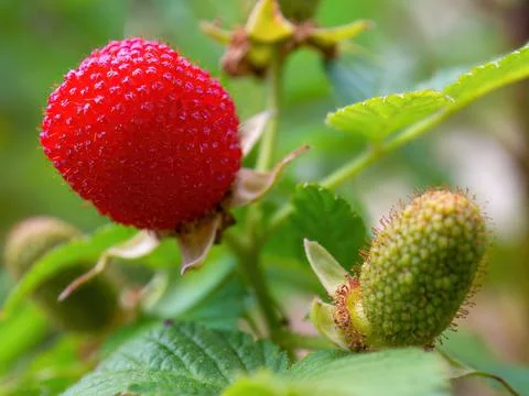 Macro photography of a ripe raspberry fruit, caotured in a farm near the colo Stock Photos