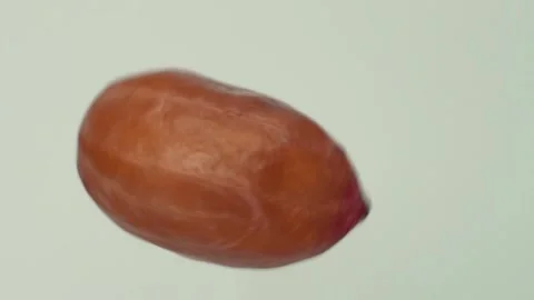 Macro photography of a rotating peanut grain. Video stock 154861924