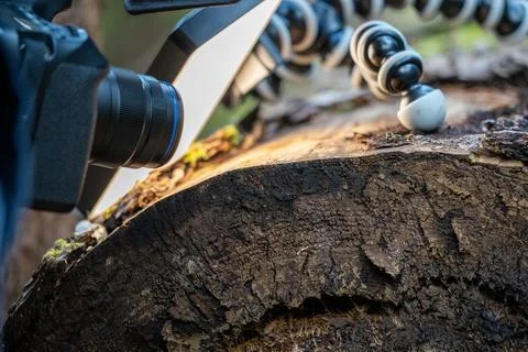 Macro Photography Setup: Camera, Diffuser, and Tripod Capturing Detailed Wo.. Stock Photos