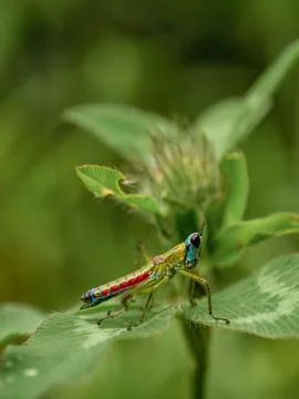 Macro photography from the side of a monkey grasshopper standing on a clover  Foto stock