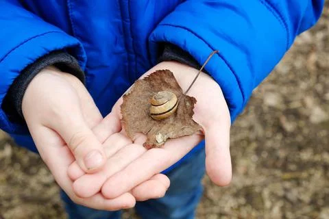 Macro photography of a small snail shell on the palm of a child's hand. Stock Photos