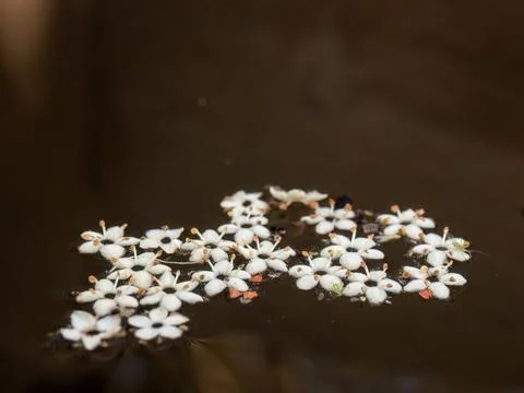 Macro photography of some fallen elder flowers floating in the water  of a ta Foto stock