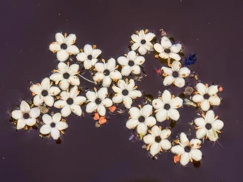 Macro photography of some fallen elder flowers floating in the water  of a ta Stock Photos