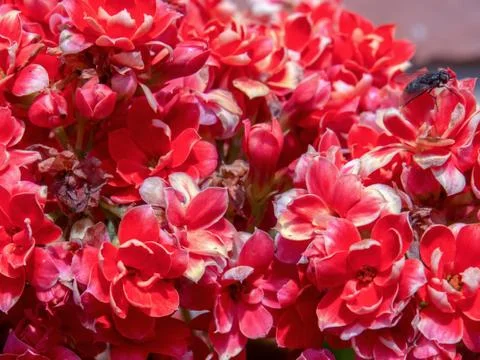 Macro photography of  some tiny red garde flowers with a fly on the right sid Stock Photos