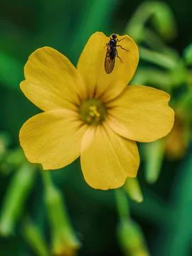 Macro photography of a tiny black hoverfly on common yellow wood-sorrel flowe Stock Photos