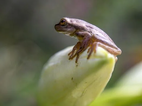 Macro photography of a tiny brown tree frog standing on a white lily bud, cap Stock Photos
